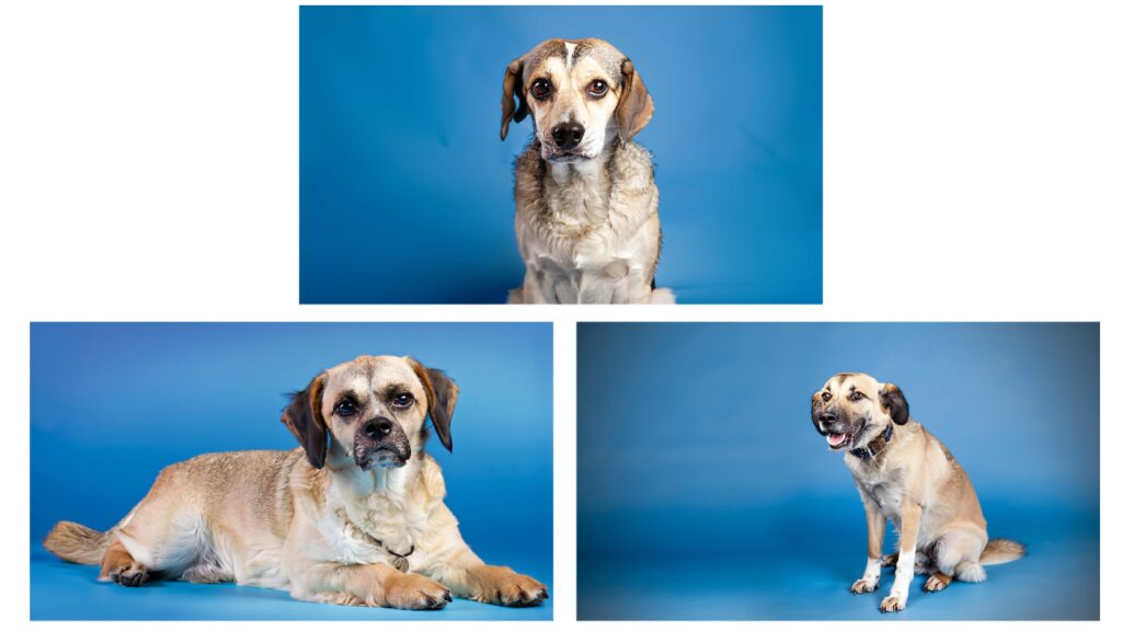 生成された3種の犬の画像